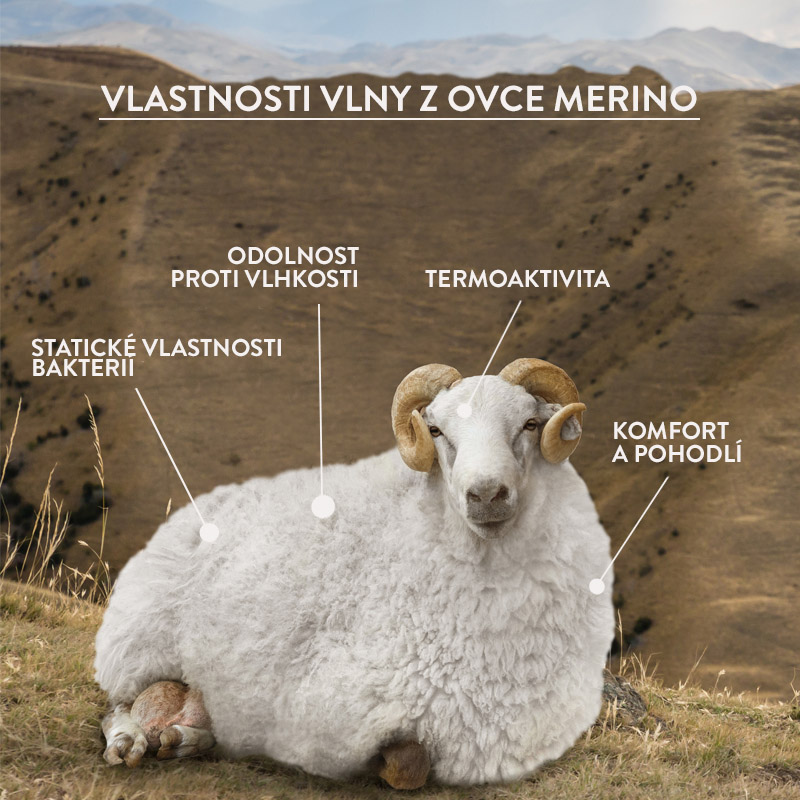 ovce merino